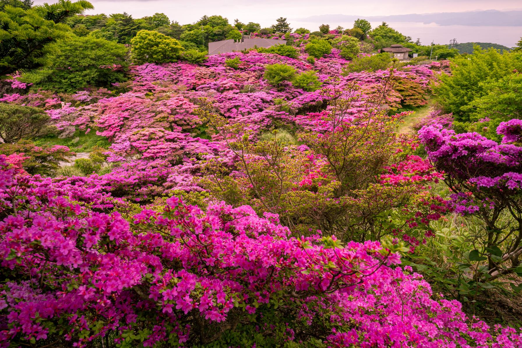 【長崎の絶景】登山なしでも見られる◎圧巻のミヤマキリシマ群落を見に雲仙へ！-1