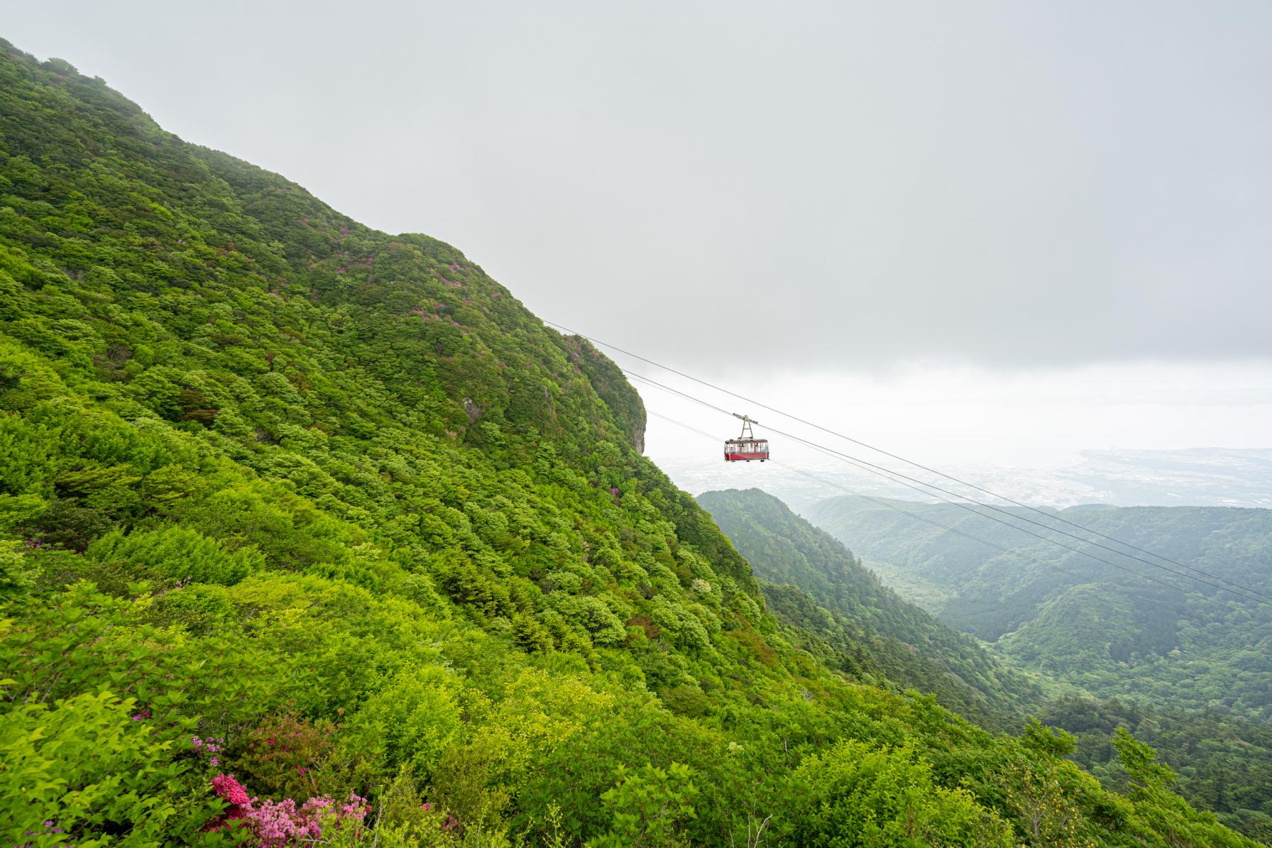 【長崎の絶景】登山なしでも見られる◎圧巻のミヤマキリシマ群落を見に雲仙へ！-2