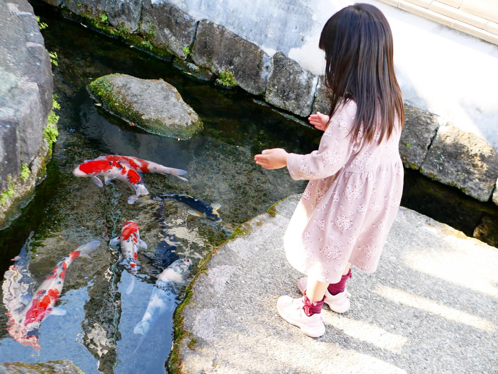 長崎ならではのお雑煮とは？「水の都」の城下町、島原をぶらり-3