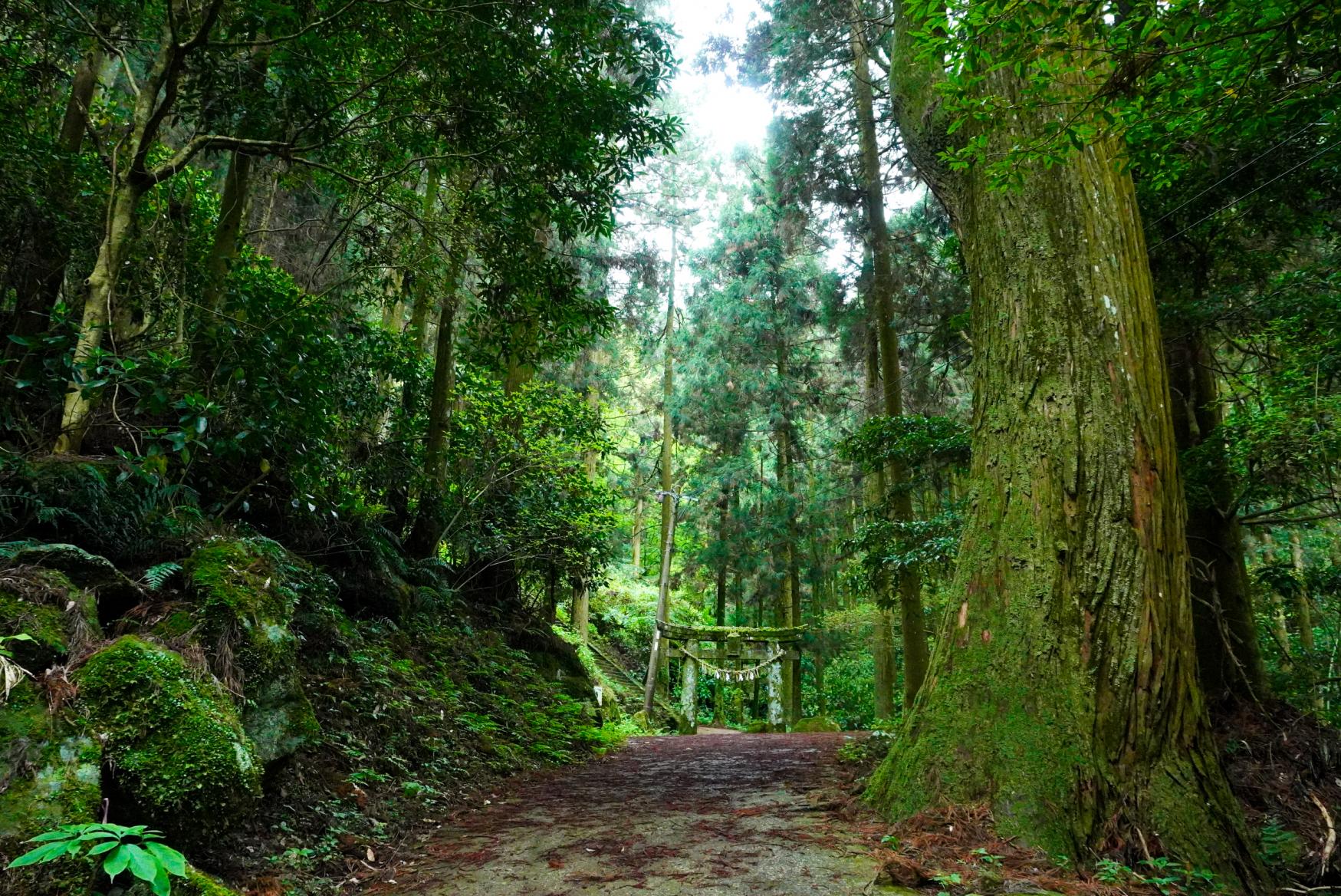 まるでジブリの世界・長崎県の神秘的なパワースポット、岩戸神社-2