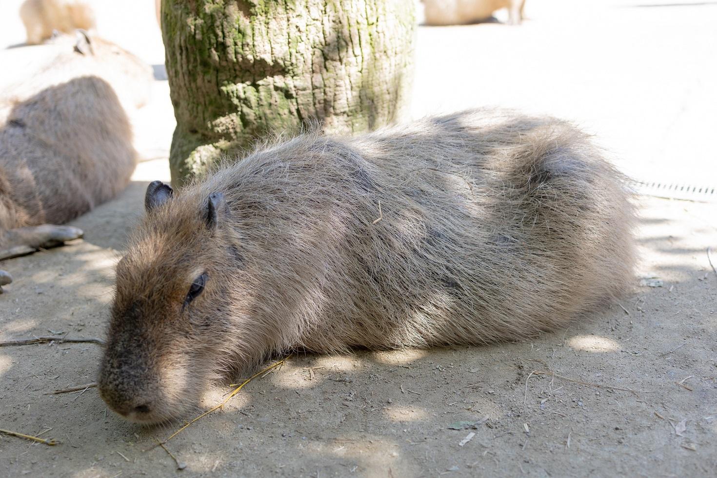 今話題の西彼（せいひ）エリア！新窯ピザや動物ふれあい体験など、おすすめスポットで遊び尽くそう！-1