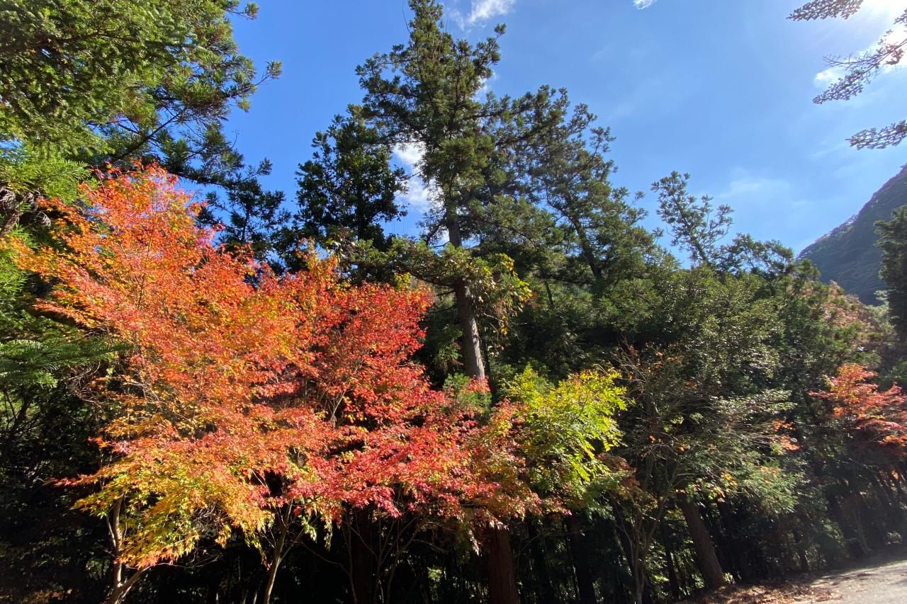 （＃ナガサキタビブ）日本本土より韓国に近い島「対馬」に飛行機で行ってみた！ 紅葉の名所「舟志のもみじ街道」にレンタカーでGO！アクセスから予約方法まで徹底解説（上対馬編）-1