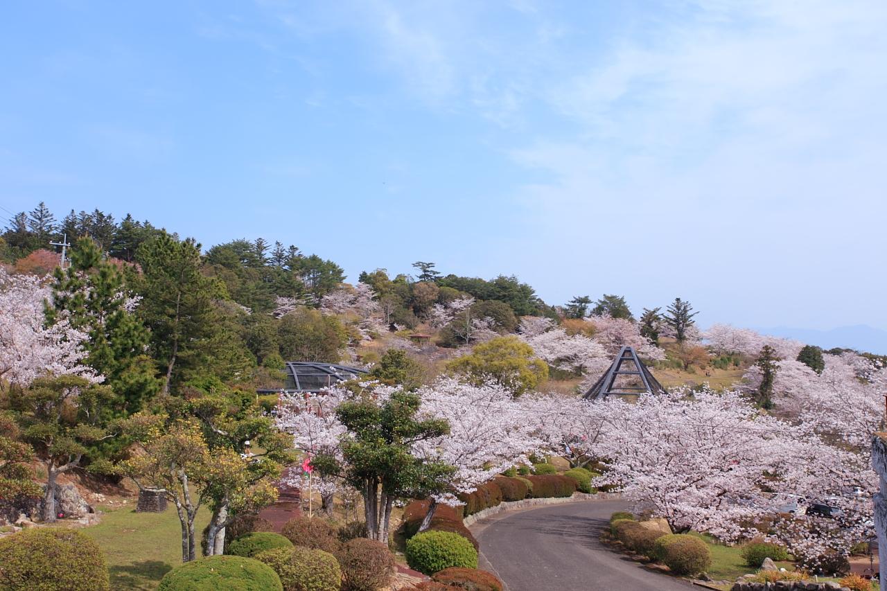 （#ナガサキタビブ）長崎県内唯一の「くじゃく園」！桜満開の大崎自然公園で、アクティビティ盛りだくさんの川棚（かわたな）を遊び尽くそう！-1