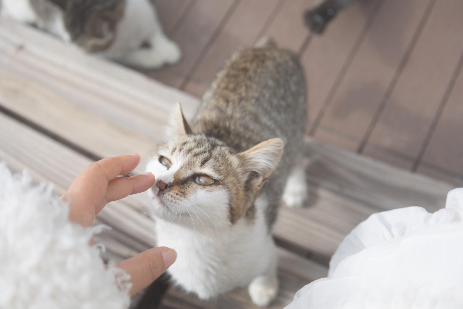 （#ナガサキタビブ）地獄は突然沸くものだった？！「地獄」から「美味いもの」までめぐる雲仙１泊２日旅♪【１日目】-2