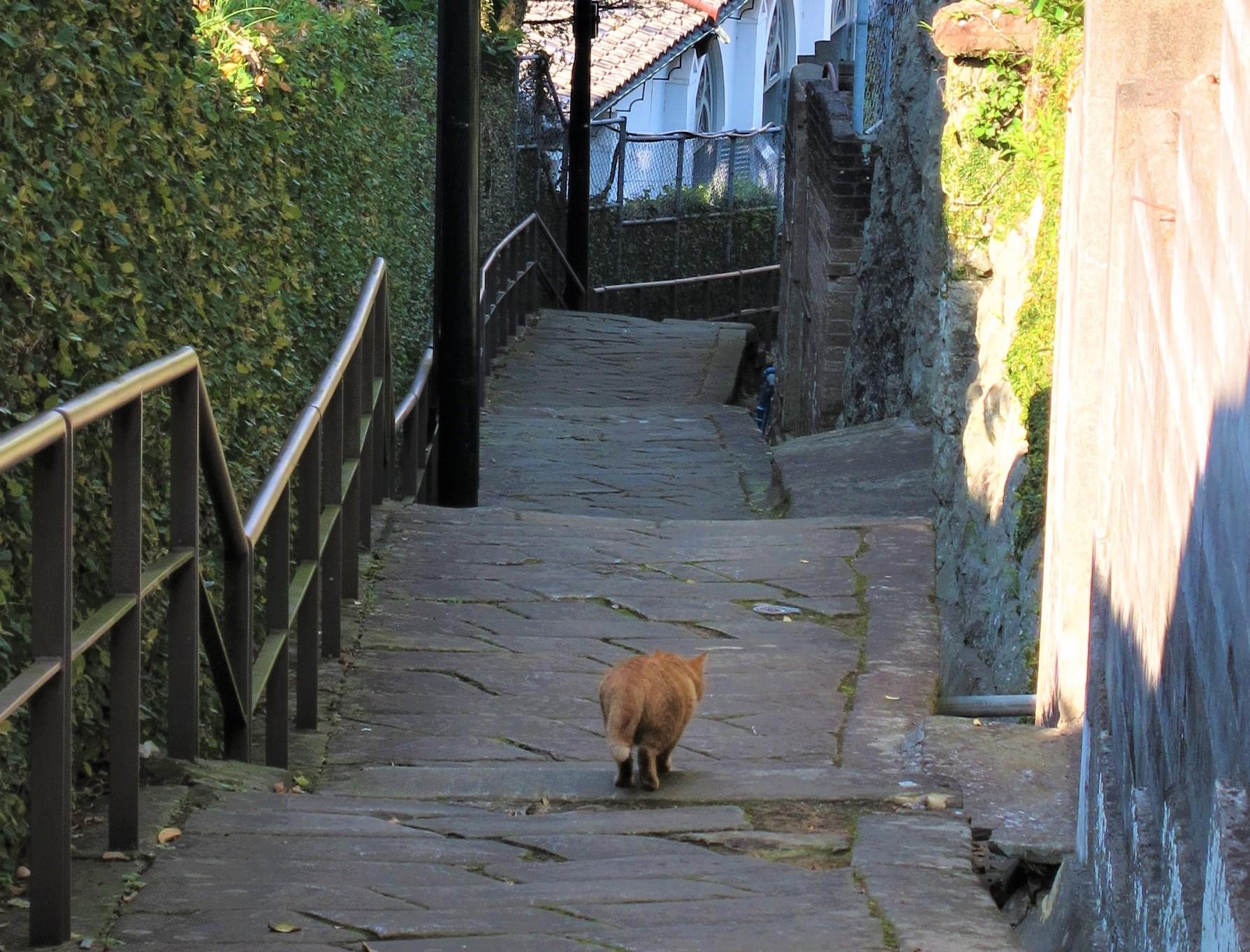 12/12放送！BS朝日「ネコいぬワイドショー」で長崎が紹介されます-1