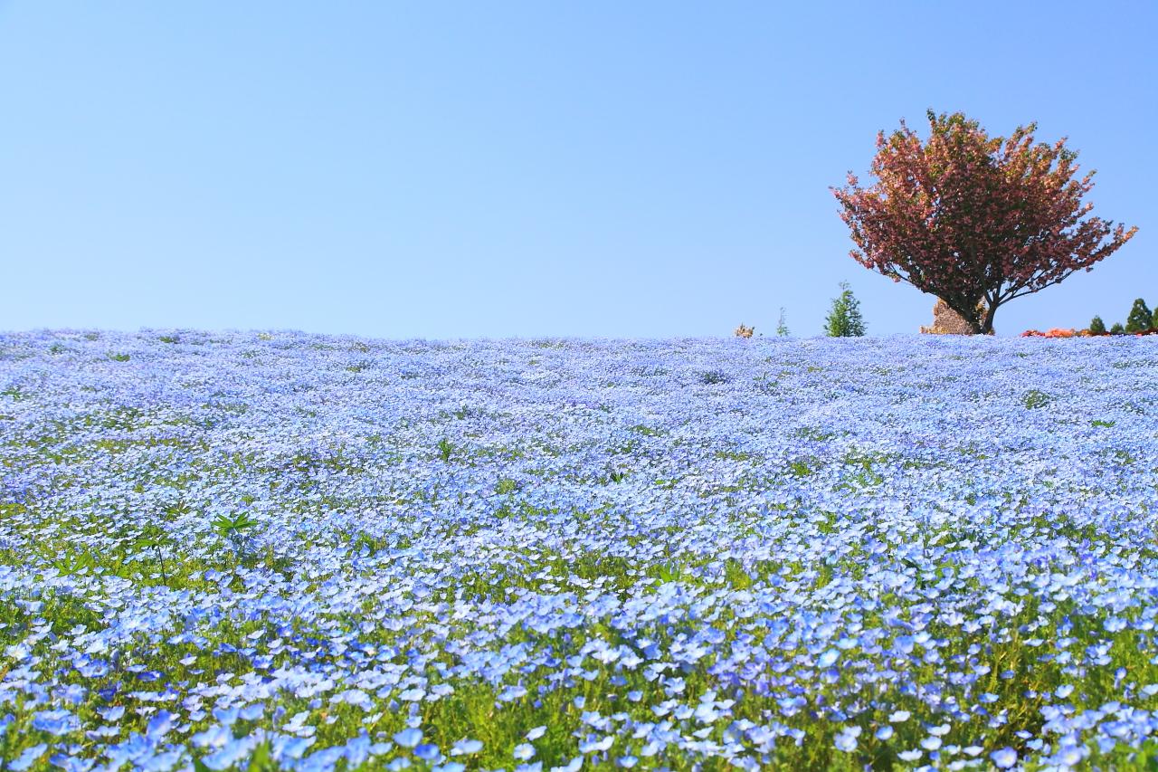 長崎にもある！絶景のネモフィラ畑！ツツジの名所「松本ツツジ園」色とりどりの花の楽園に感動-1