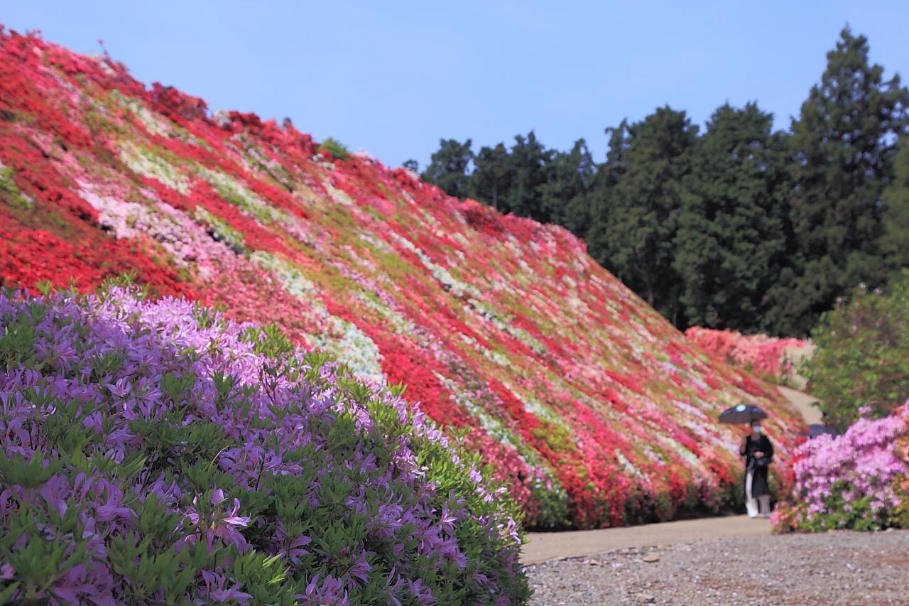 長崎にもある！絶景のネモフィラ畑！ツツジの名所「松本ツツジ園」色とりどりの花の楽園に感動-2