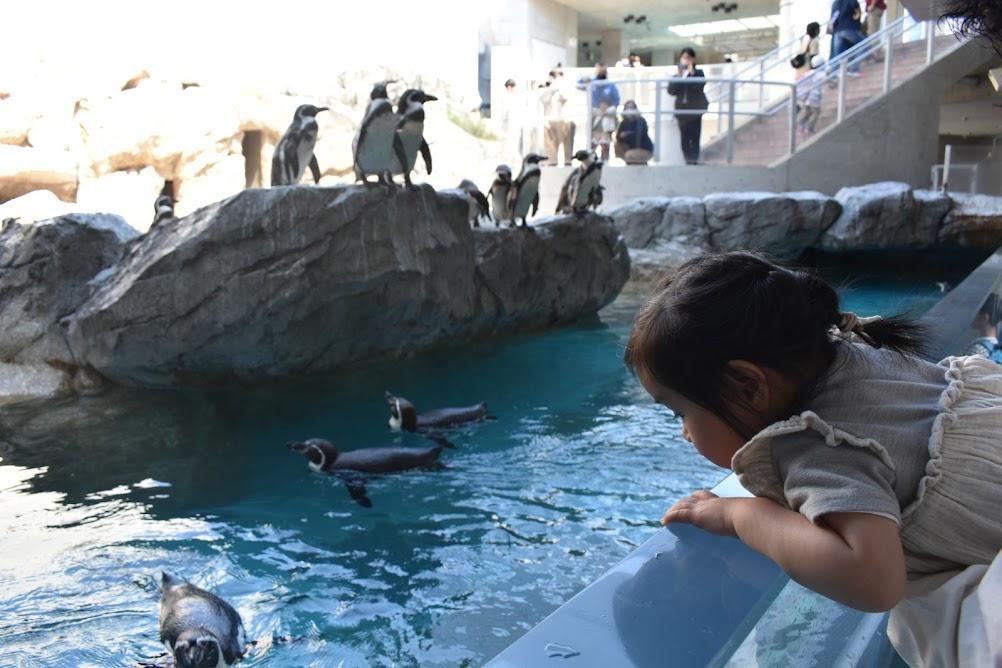 “世界一”長崎ペンギン水族館！小さな子どもの水族館デビューにもおすすめ◎-1