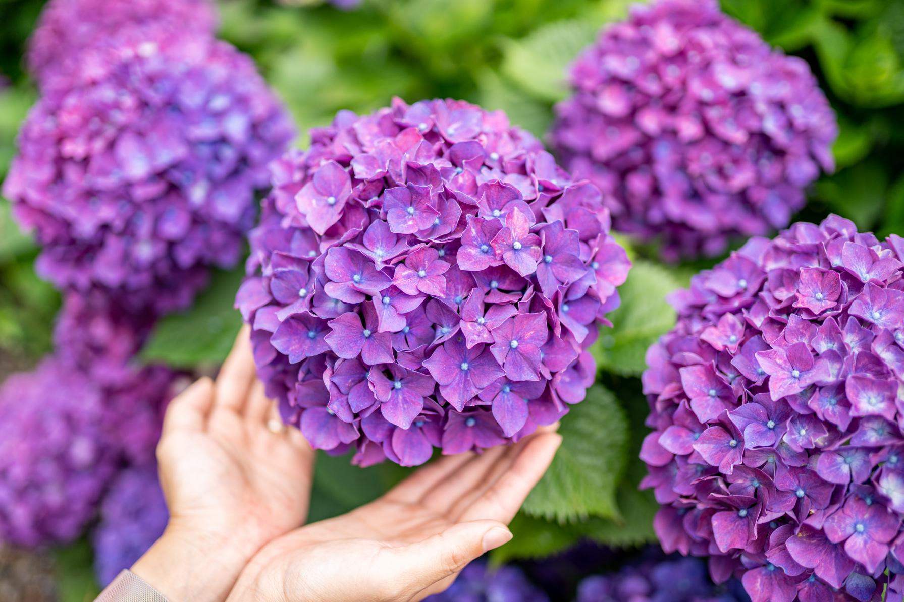 福岡から１時間で行ける♪絶景の紫陽花スポットが壱岐にあった！梅雨時期以外の楽しみ方も◎-2