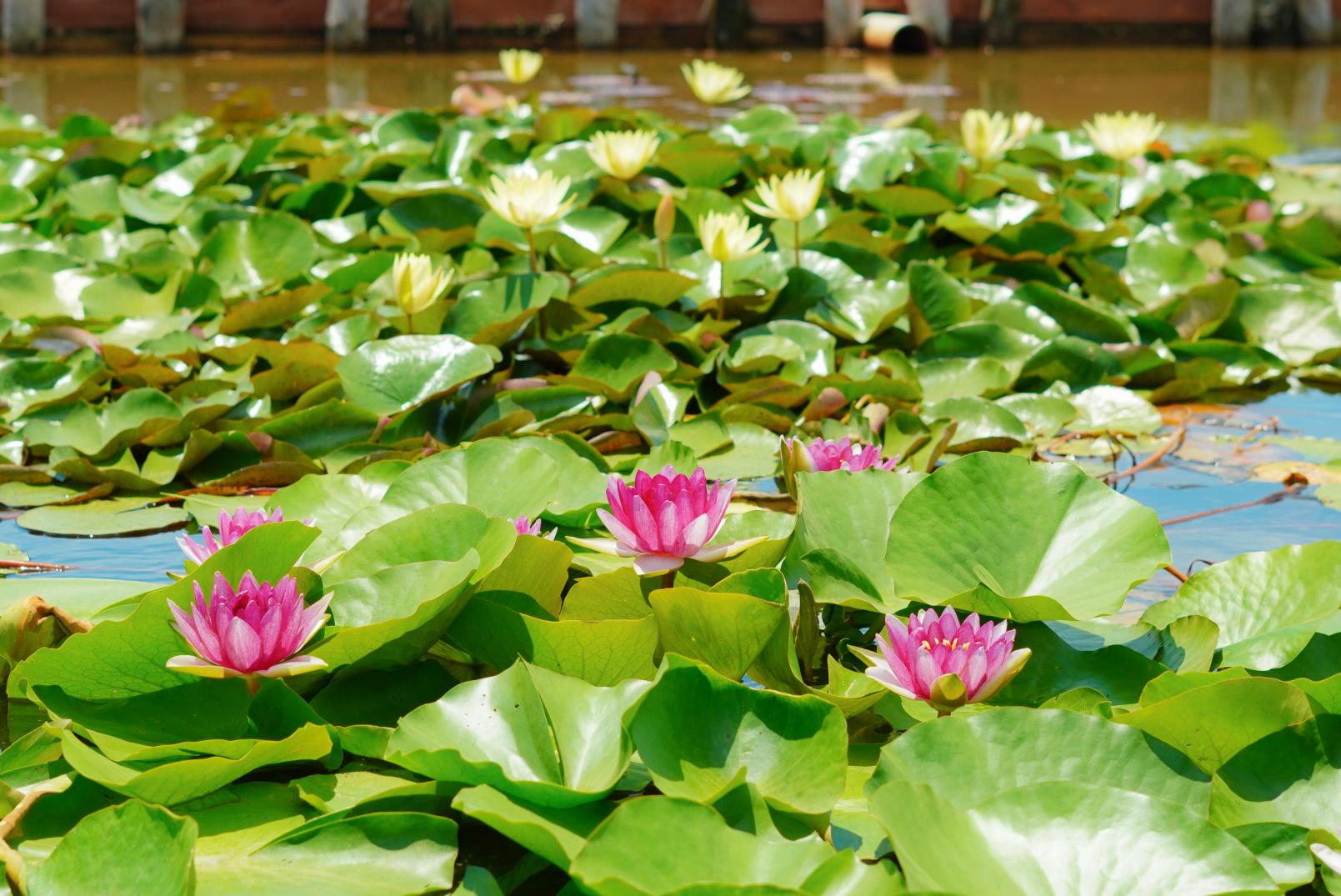 まだ間に合う！九州最大級！夏の花「蓮・睡蓮」の名所・唐比ハス園！名物「幻のれんこん」を食べられるお店もご紹介-2