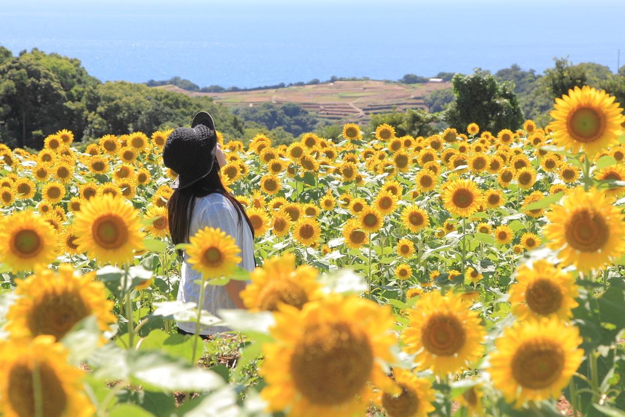 ひまわり畑巡りや一年中楽しめる野生のイルカウォッチング…南島原で過ごす「自然と映えと感動の」モデルコース！-1