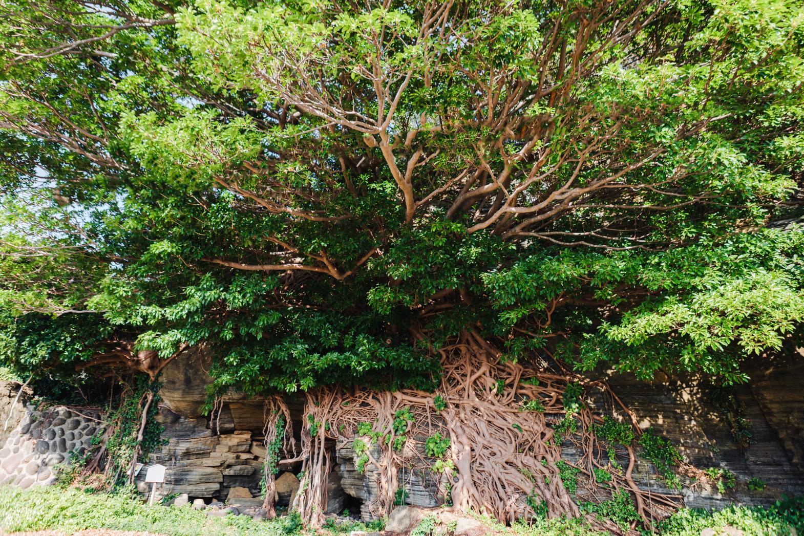 「舞いあがれ！」の舞台・五島列島を訪ねて～大自然のエネルギーと生命力を感じる「アコウの樹」特集-2