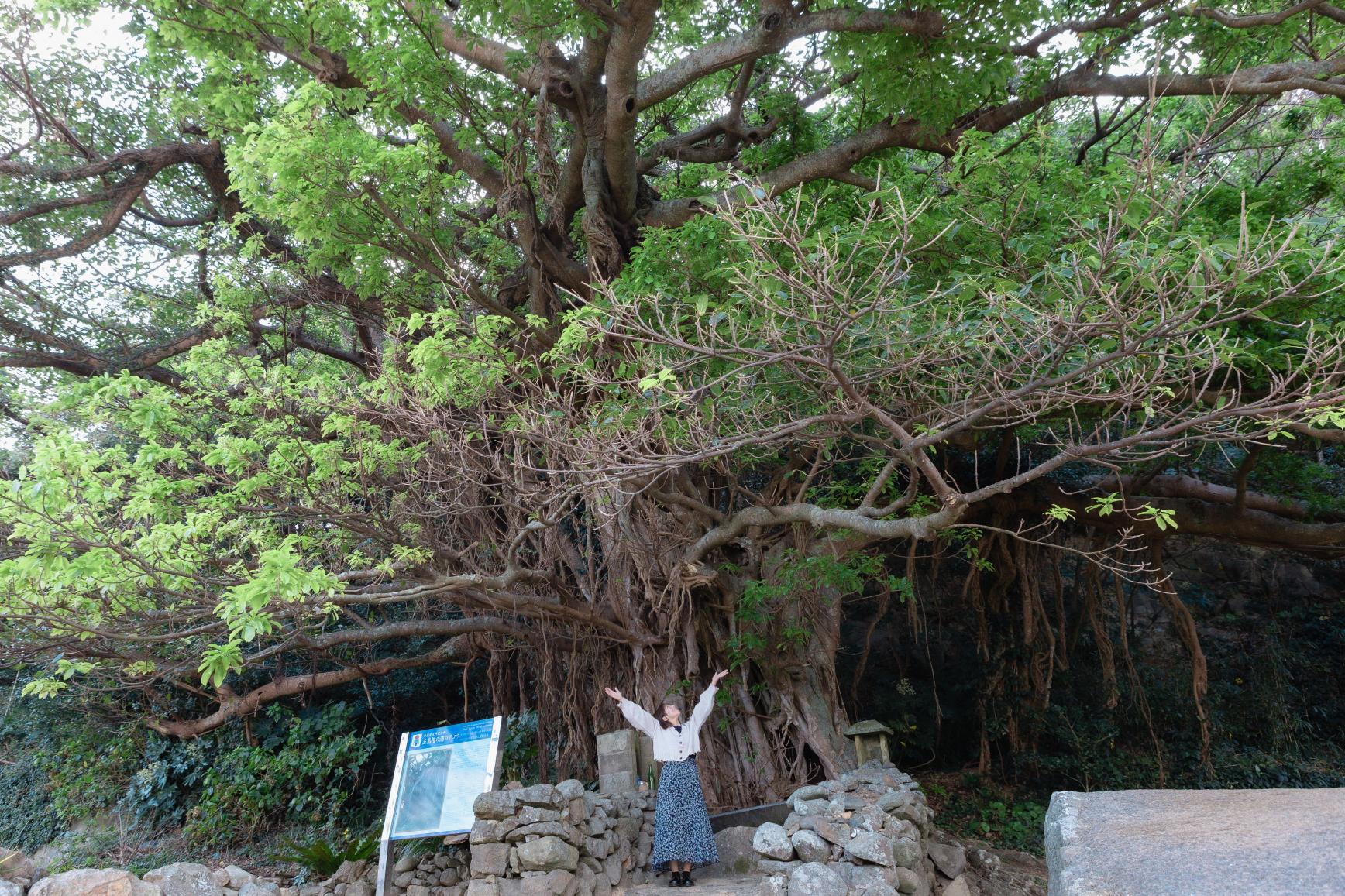 「舞いあがれ！」の舞台・五島列島を訪ねて～大自然のエネルギーと生命力を感じる「アコウの樹」特集-1