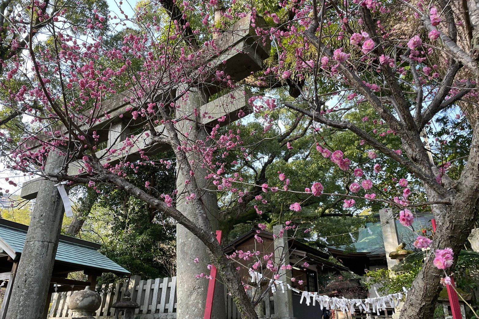 長崎市 松森神社 松森天満宮 の梅 春の気配 わたしがえらぶ長崎のお気に入り Tabi Note 公式 長崎観光 旅行ポータルサイト ながさき旅ネット
