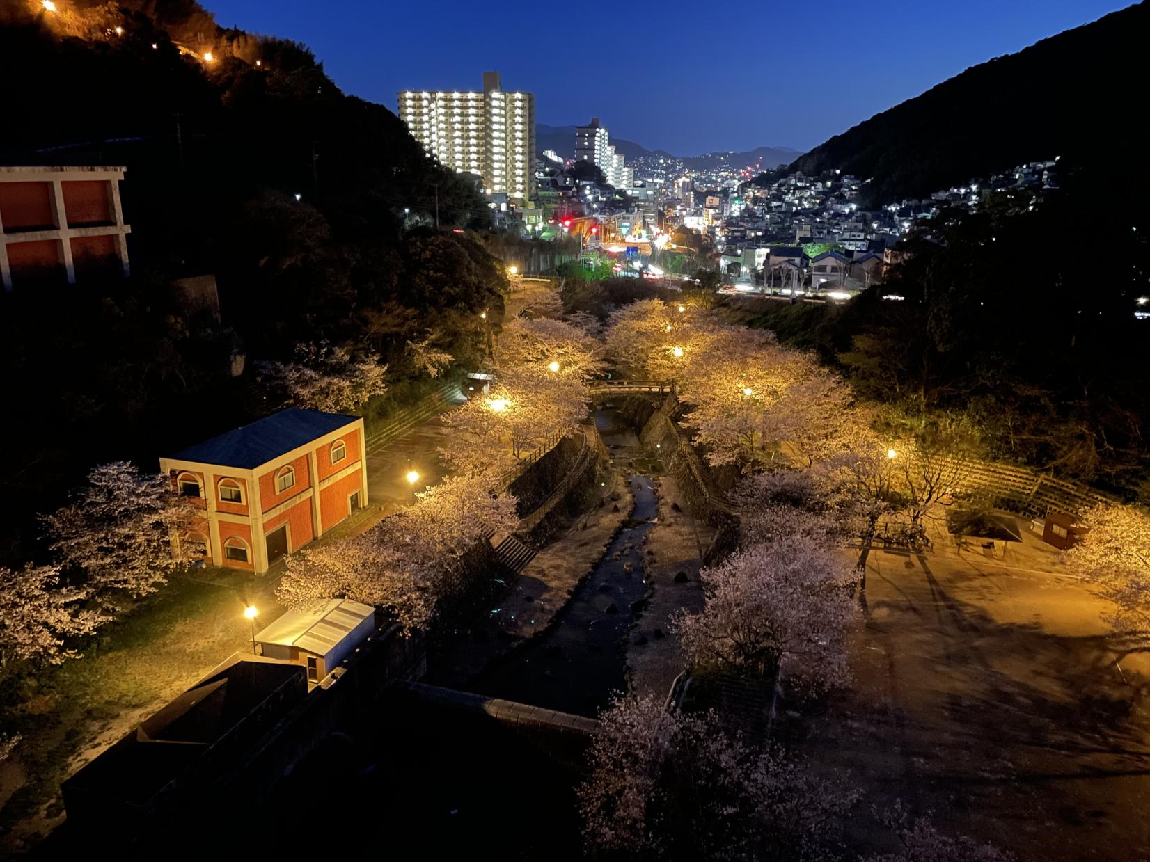 夜は幻想的！西山ダムの夜桜-1