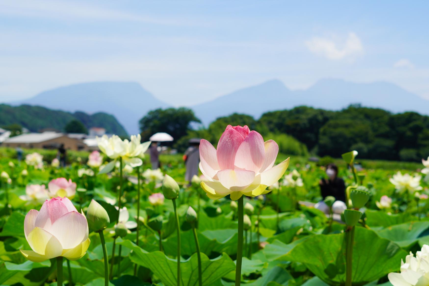 \こちらもおすすめ/夏の花「蓮・睡蓮」の名所・唐比ハス園-1