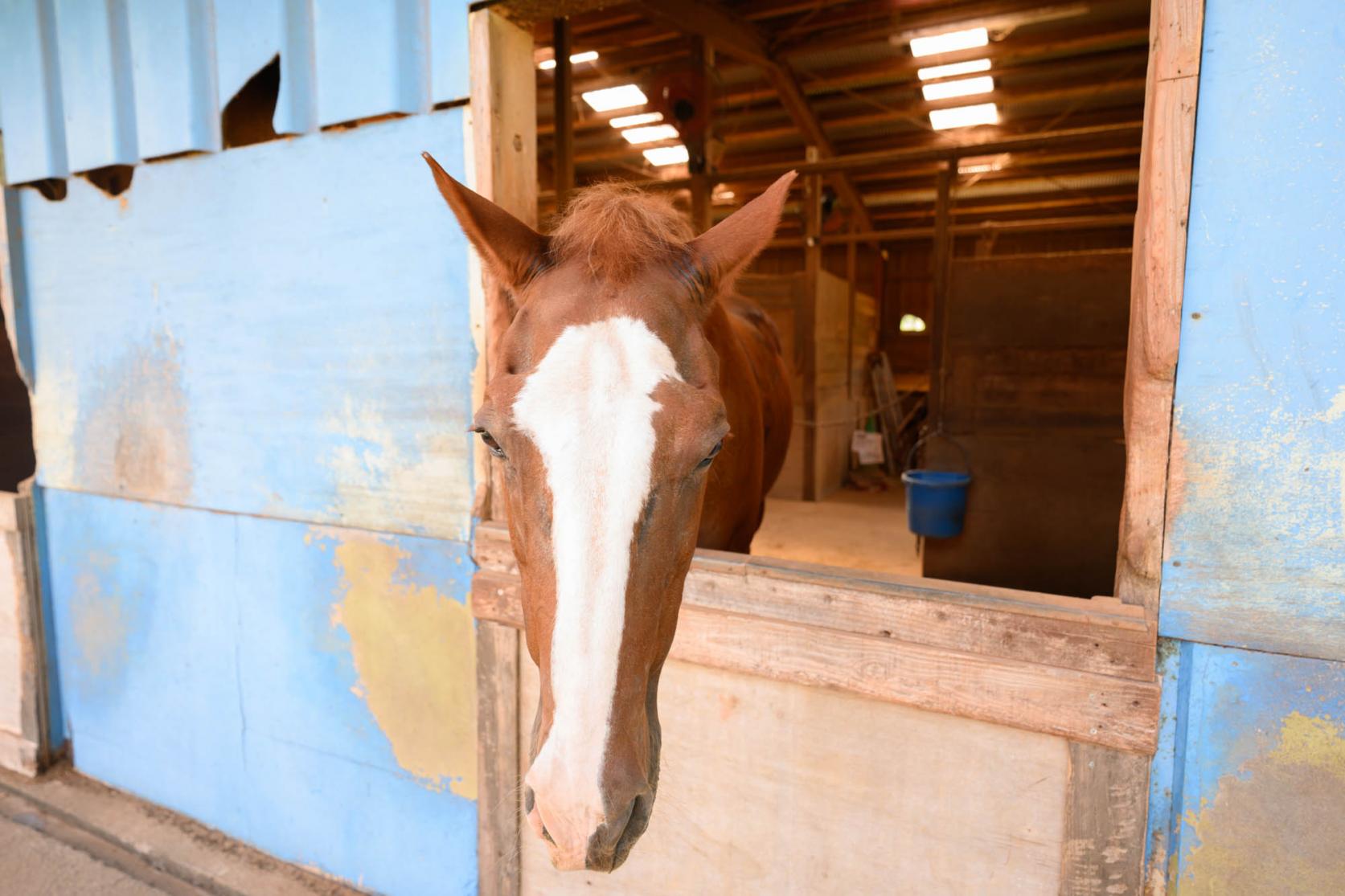 シービューランチ-1