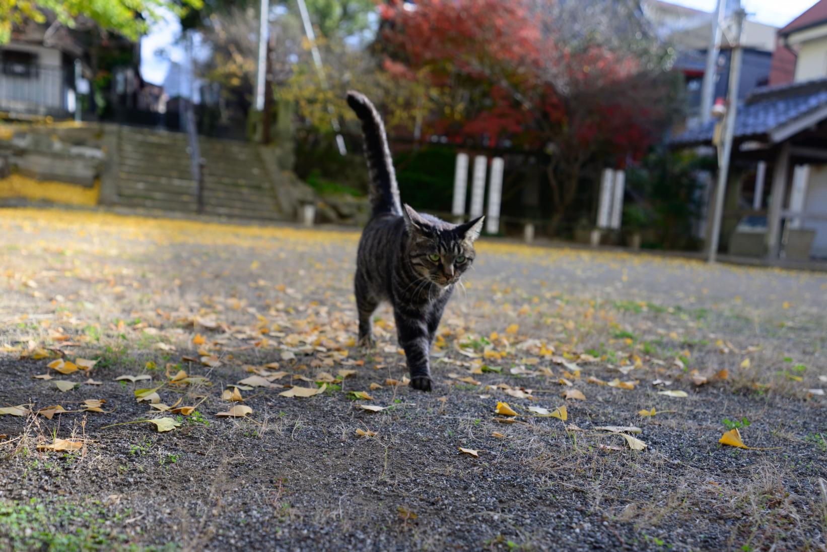 猫好きさんにおすすめスポット-1