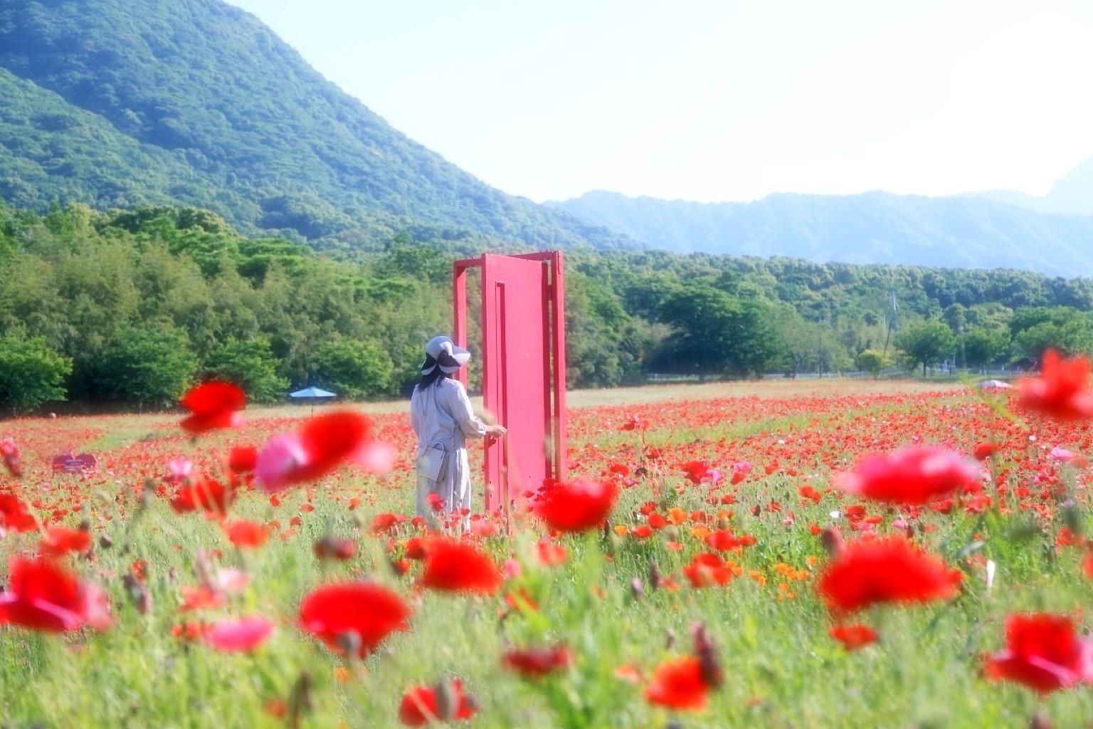 GWは、長崎の絶景ポピー畑へ!「しまばら火張山花公園」の春は、桜と菜の花の共演から!-1