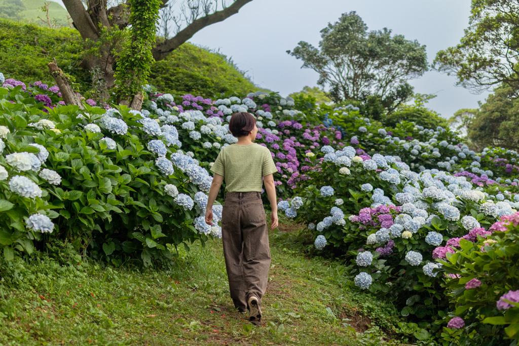 圧巻のボリュームのアジサイスポット-1