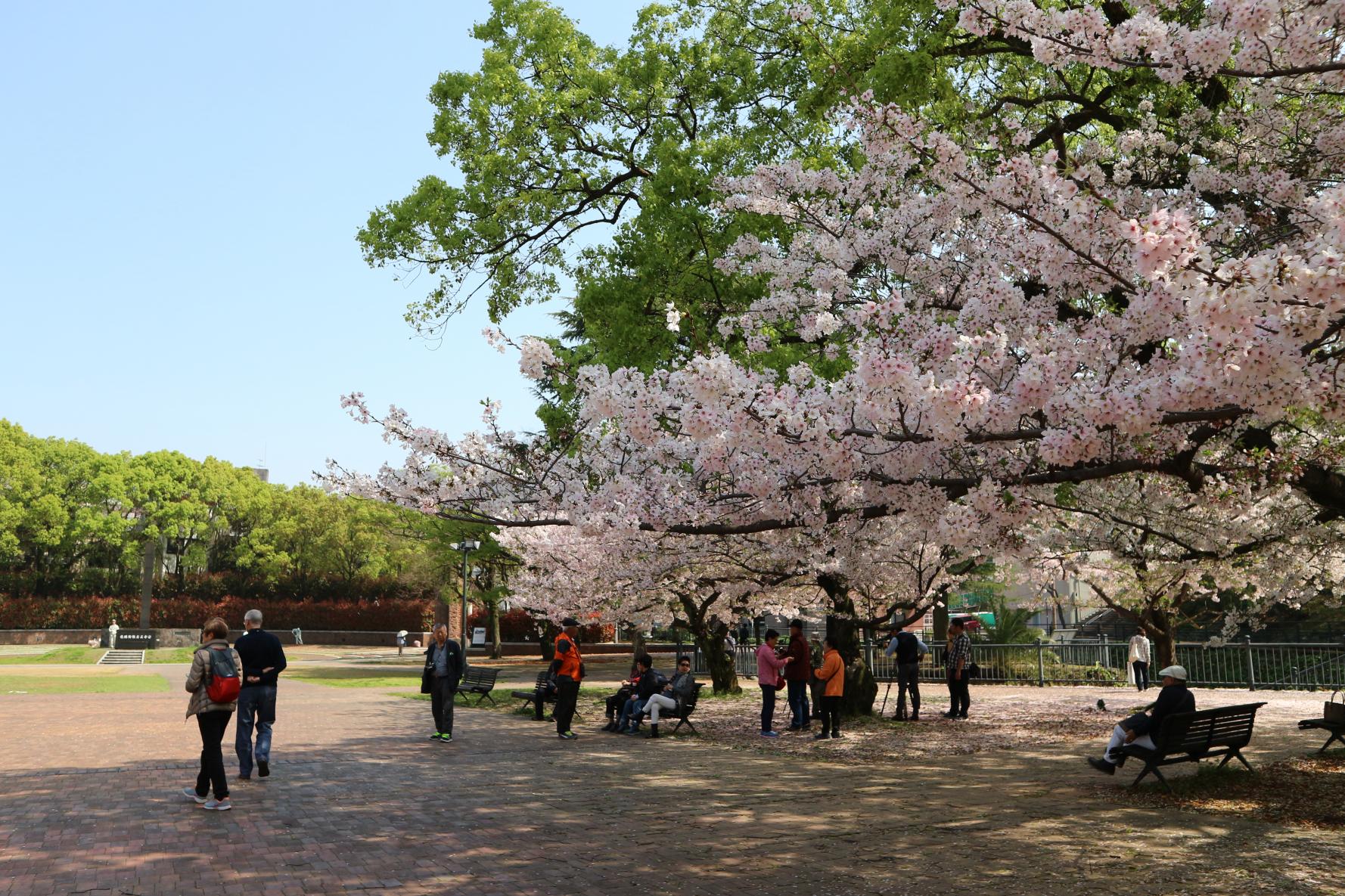 平和公園（原爆落下中心地）の桜-1