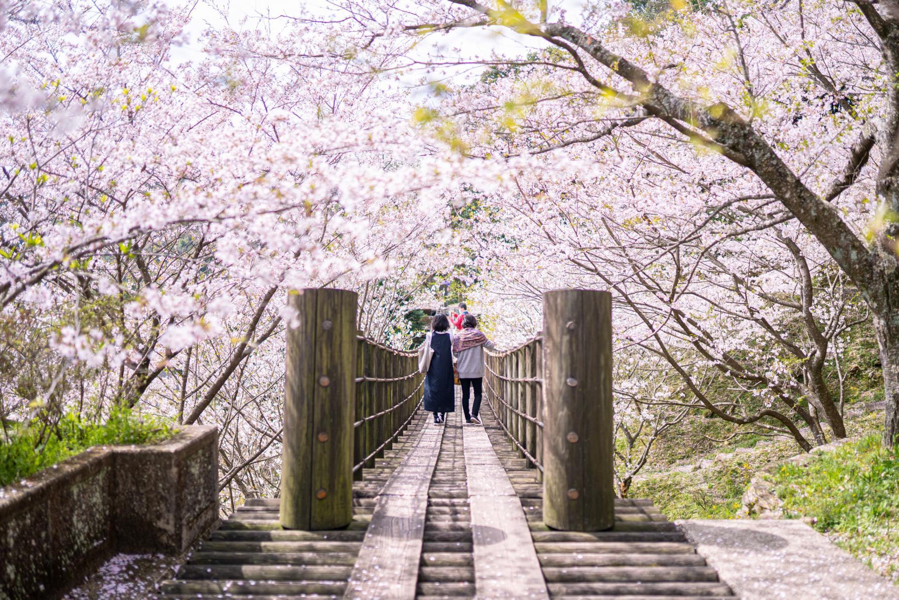 \あわせて読みたい/【長崎の桜・お花見】幻想的な桜の吊り橋を見にいこう!穴場の絶景スポットをご紹介-1