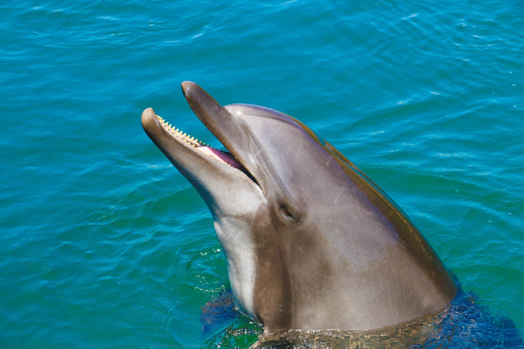 A Park Where You Can Interact with Dolphins-1