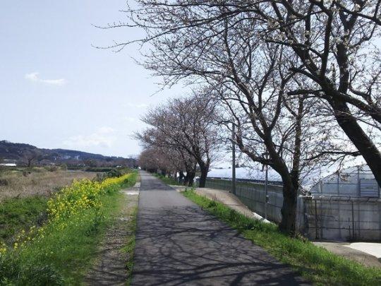 郡川の桜並木-1