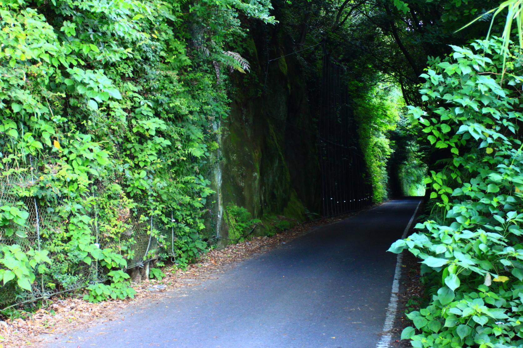 鉄道が走った緑のトンネル ―旧小浜鉄道トンネル群―-1