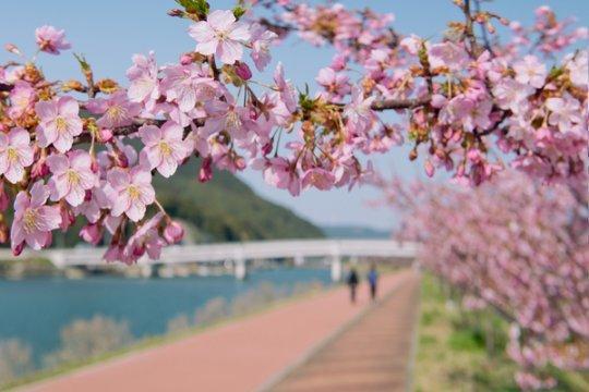 佐々川沿いの河津桜（北松浦郡佐々町）-1