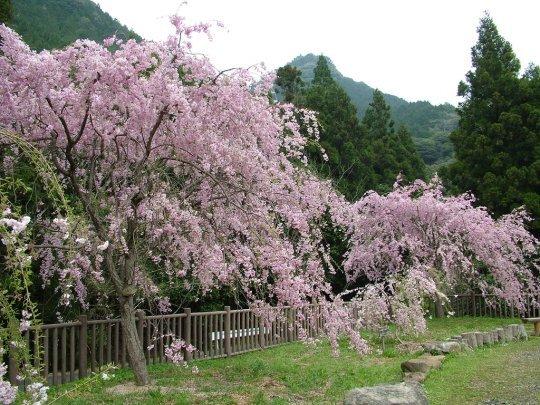 真竹谷のしだれ桜群（北松浦郡佐々町）-1