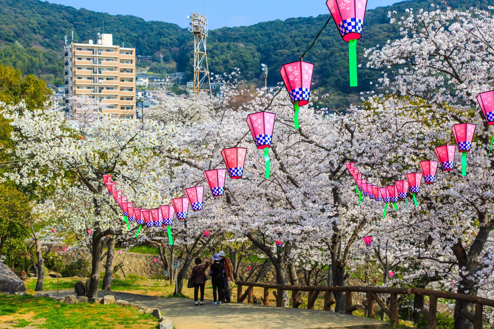 立山公園の桜（長崎市）-1