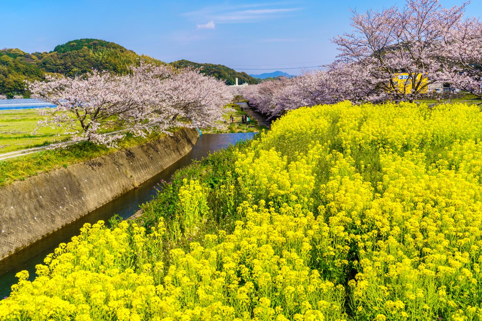 琴海戸根川沿いの桜並木と菜の花（長崎市）-1