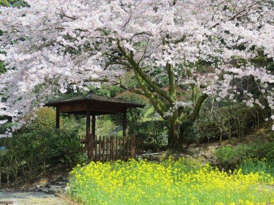 七ツ釜鍾乳洞の桜と菜の花（西海市）-1