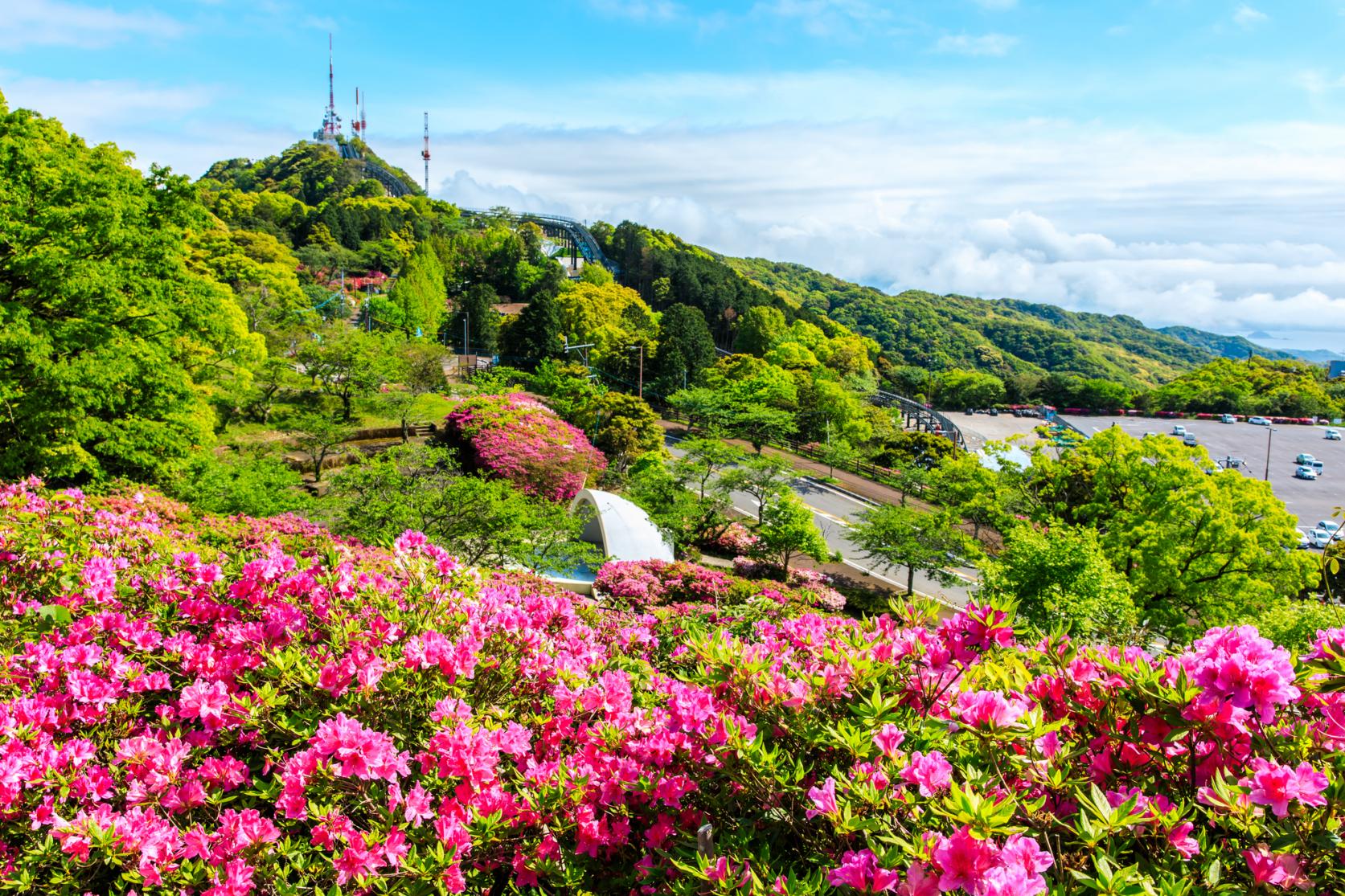 稲佐山のつつじ（長崎市）-1