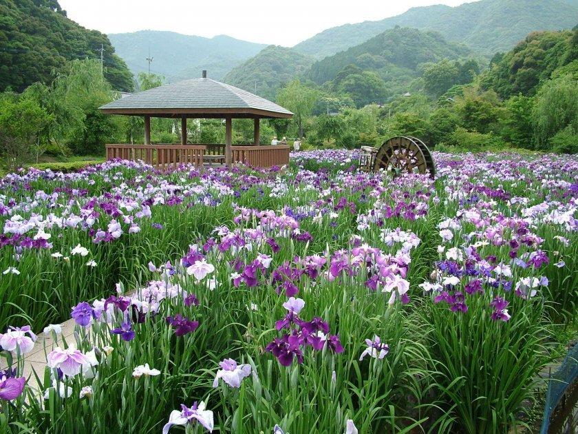 皿山公園花菖蒲園-1