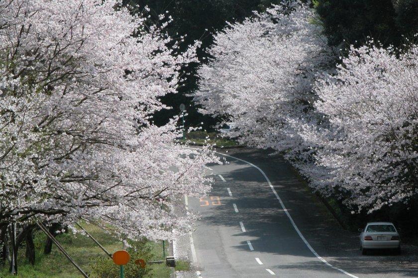 森山町「桜のトンネル」-1