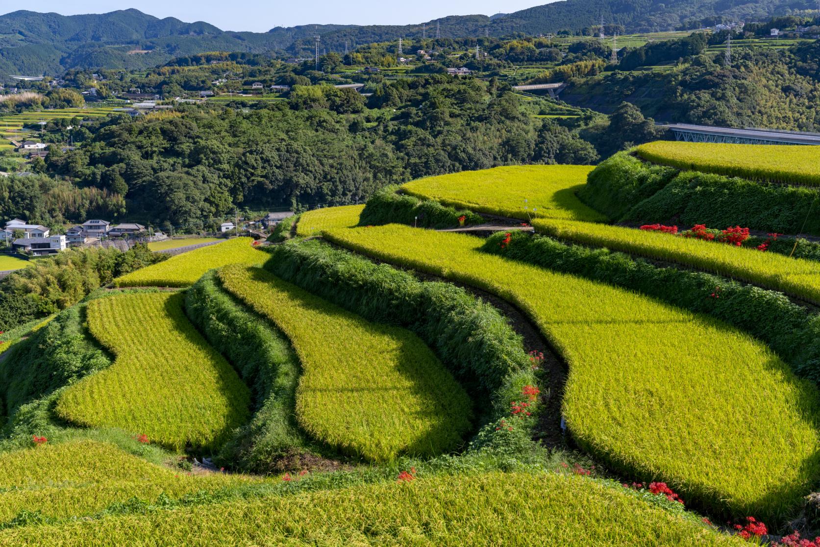 【Day 1】Higashisonogi Tea Plantation-1