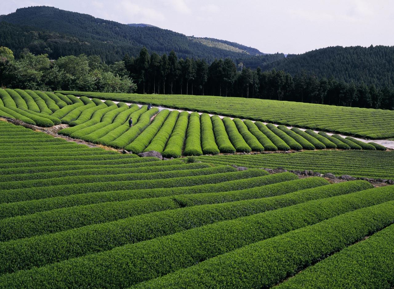 【第5天】东彼杵的茶田‧参观工厂‧午餐-1