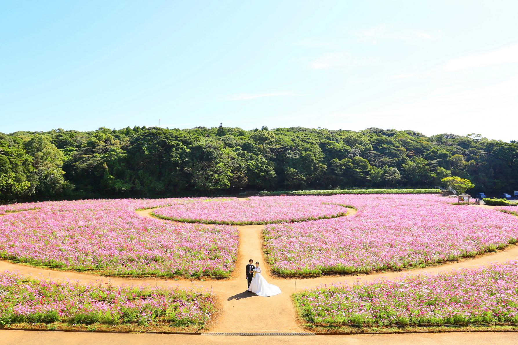 展海峰（大波斯菊）-1