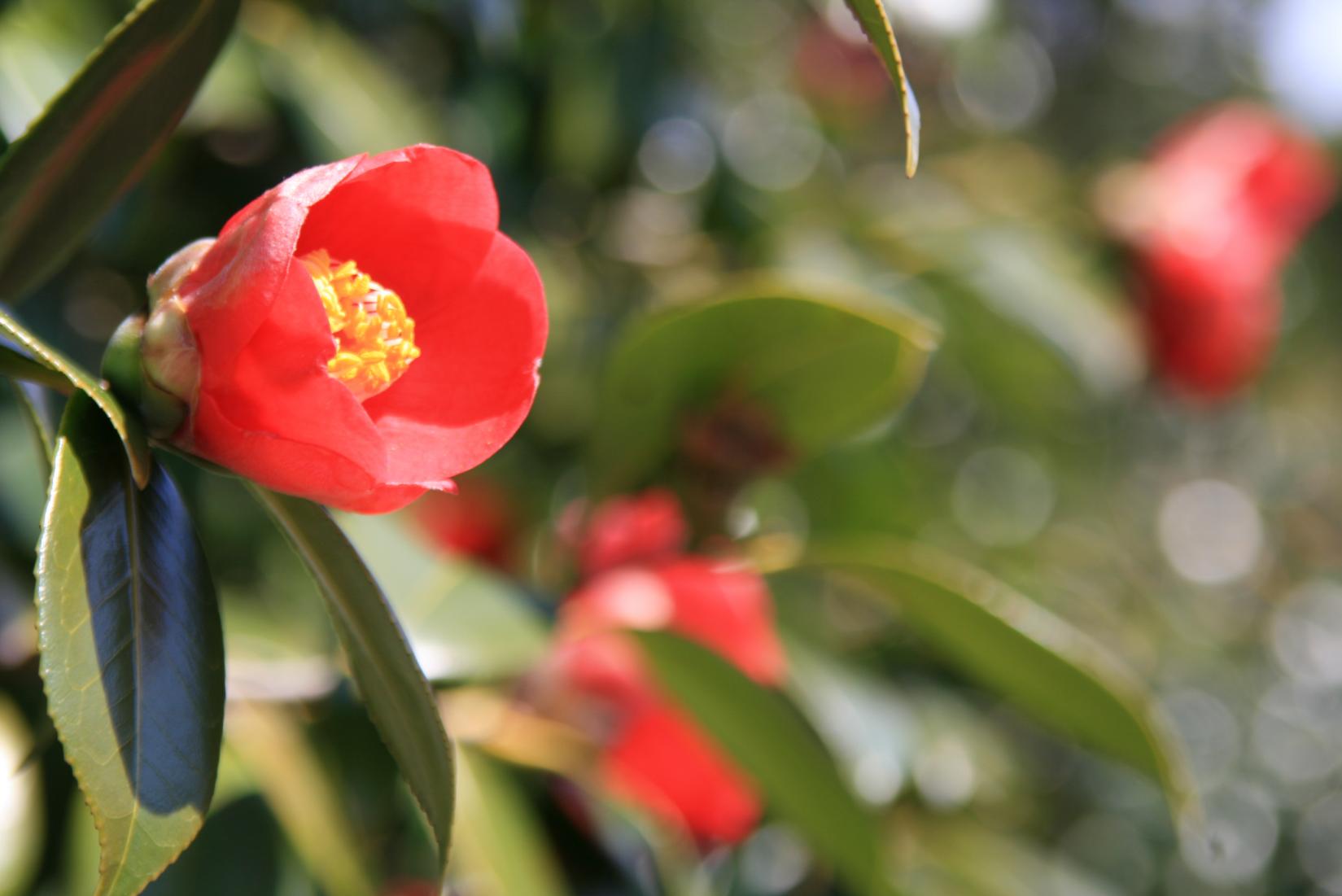 Goto Camellia Oil (Tsubaki Oil)-1