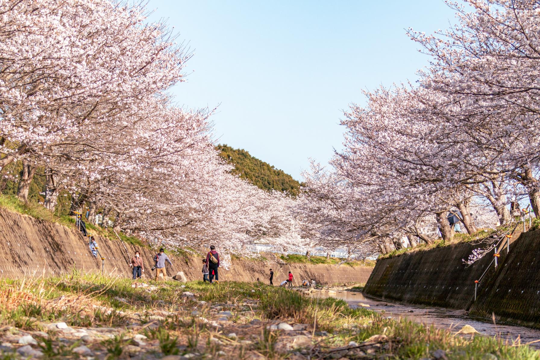 琴海戸根川沿いの桜並木と菜の花（長崎市）-1