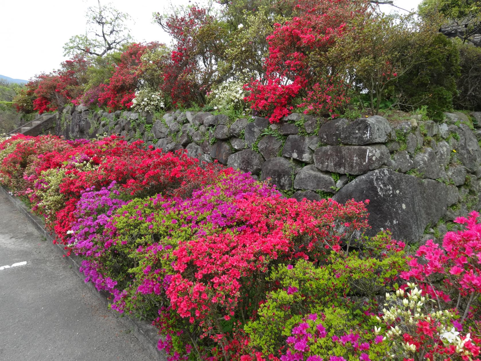 島原城のつつじ（島原市）-1