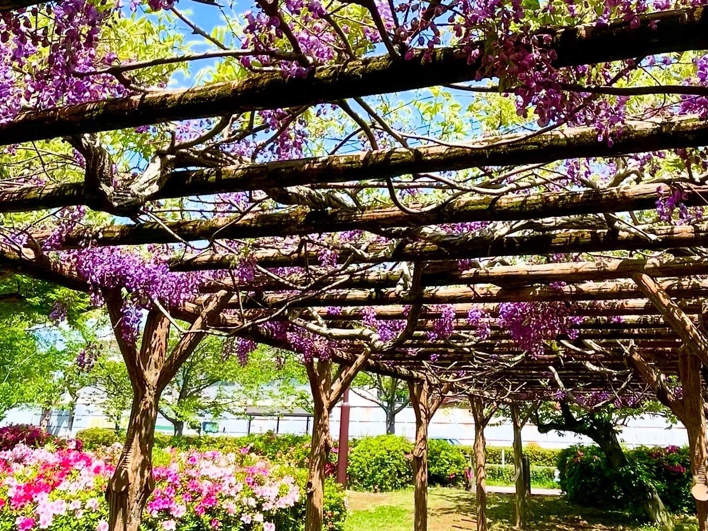 大村公園（大村市）-1