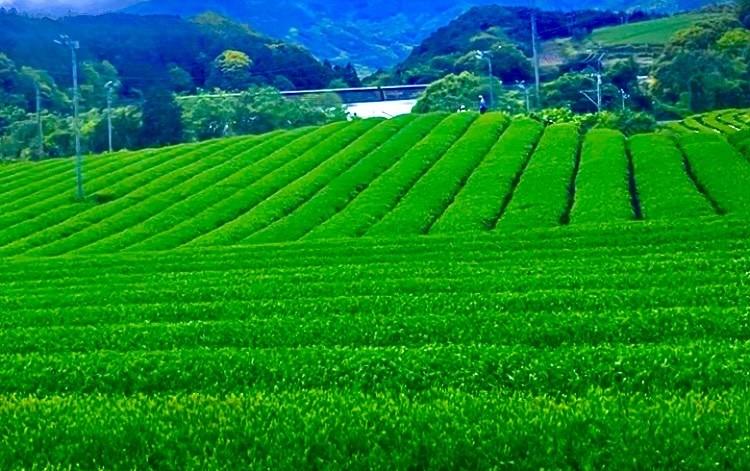 東彼杵町　太ノ原地区　お茶畑-1