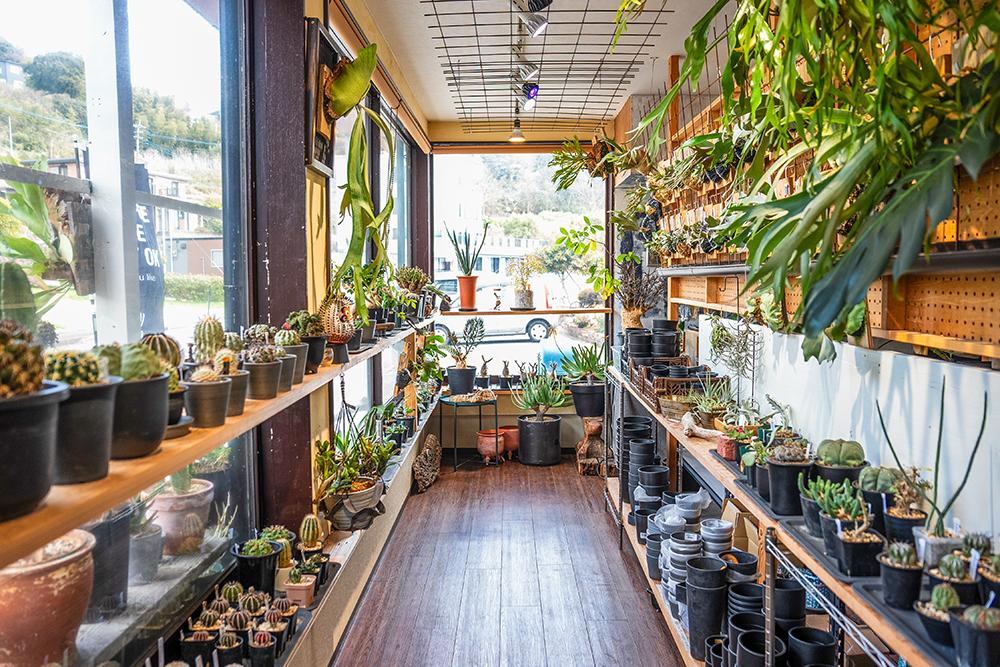 なみのうお【買い物】-1