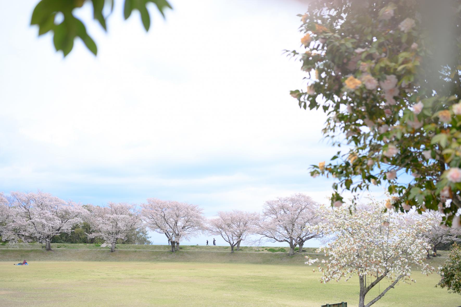 百花台公園-1