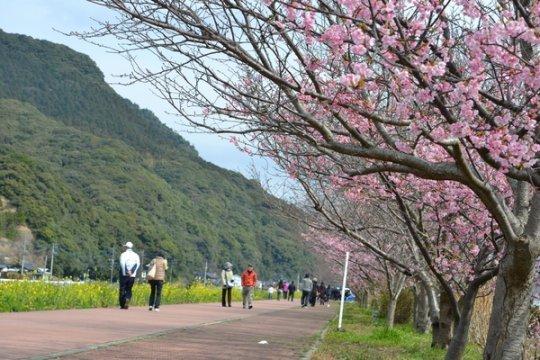 【2日目】河津桜ロード【春限定】-1