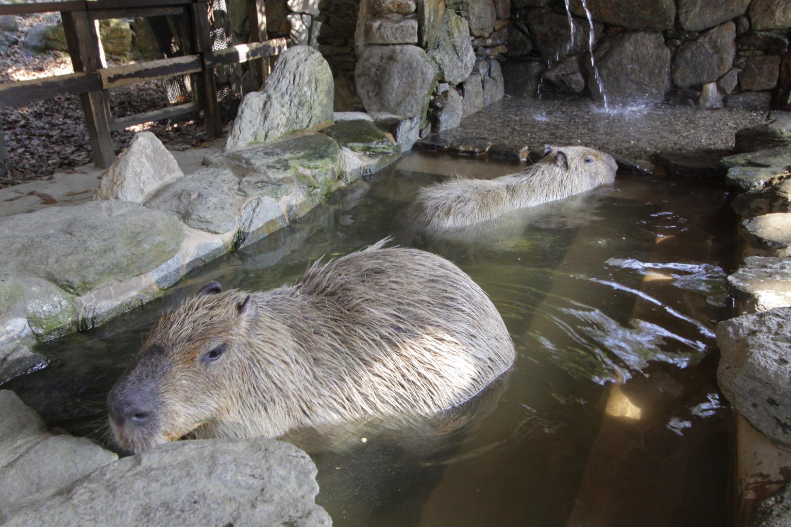 Nagasaki Bio Park (Saikai City)-1