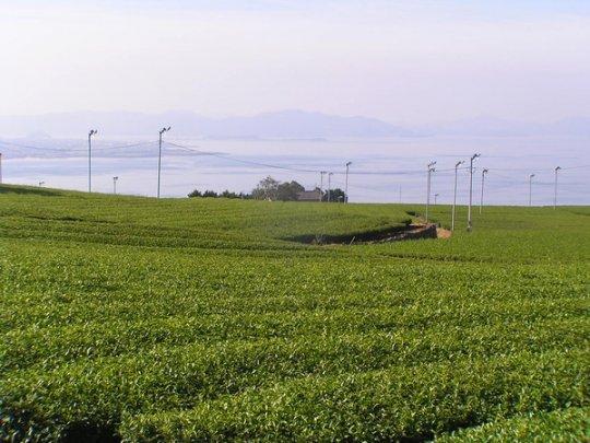 大山製茶園-1